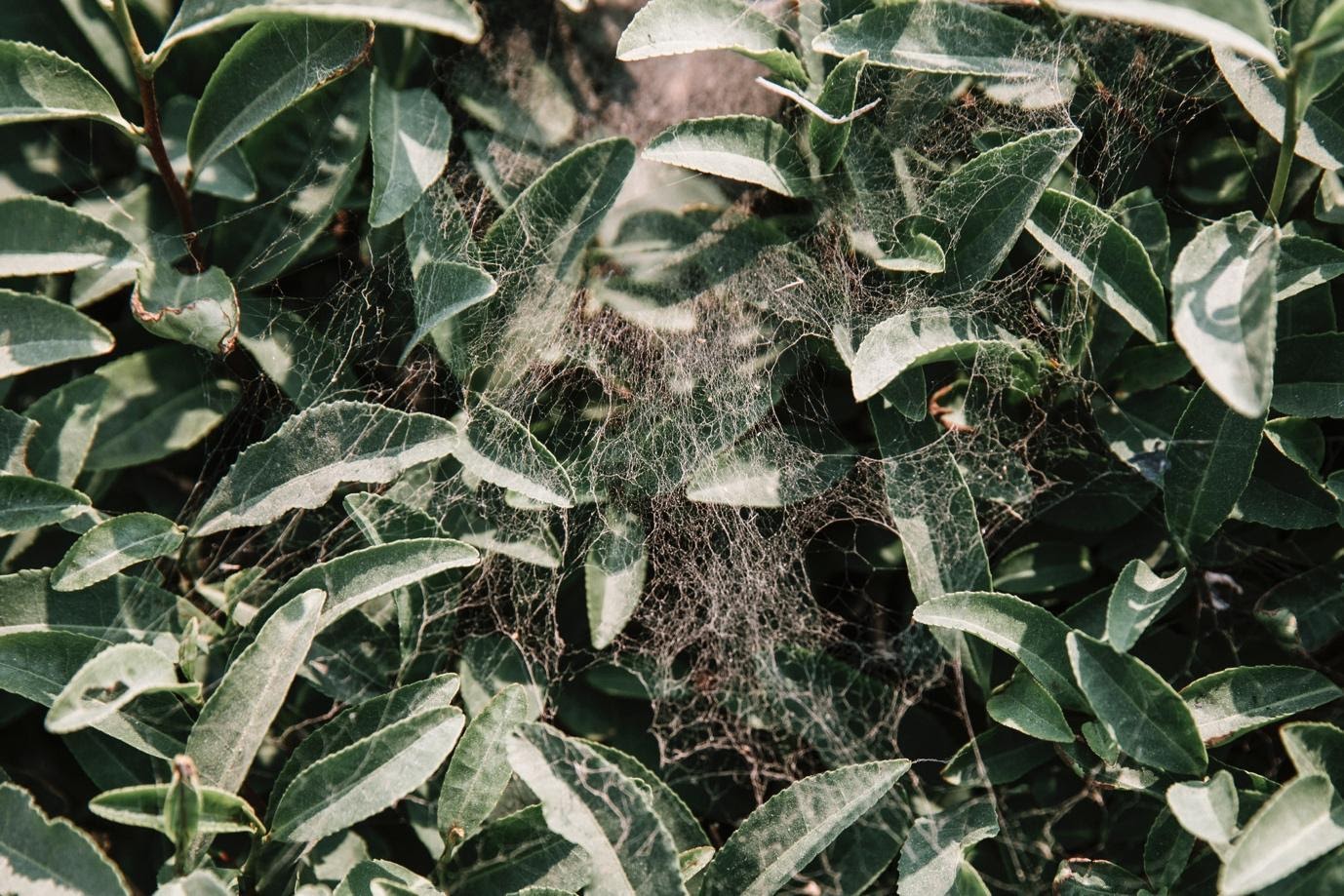 dan yan tea plantation spider web natural