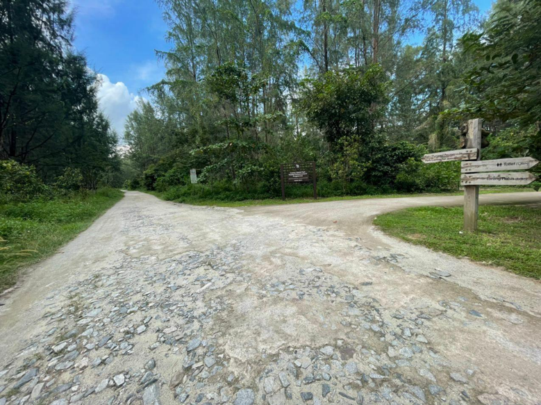 pathway surrounded by trees and nature