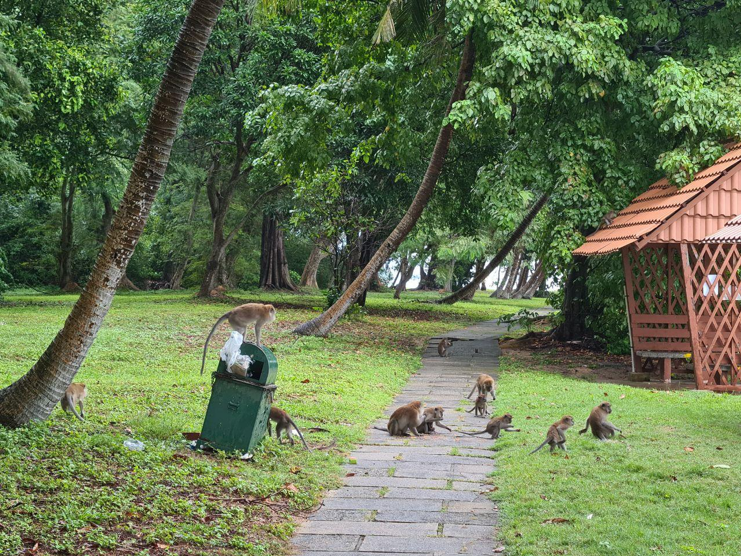 monkeys near a trashcan