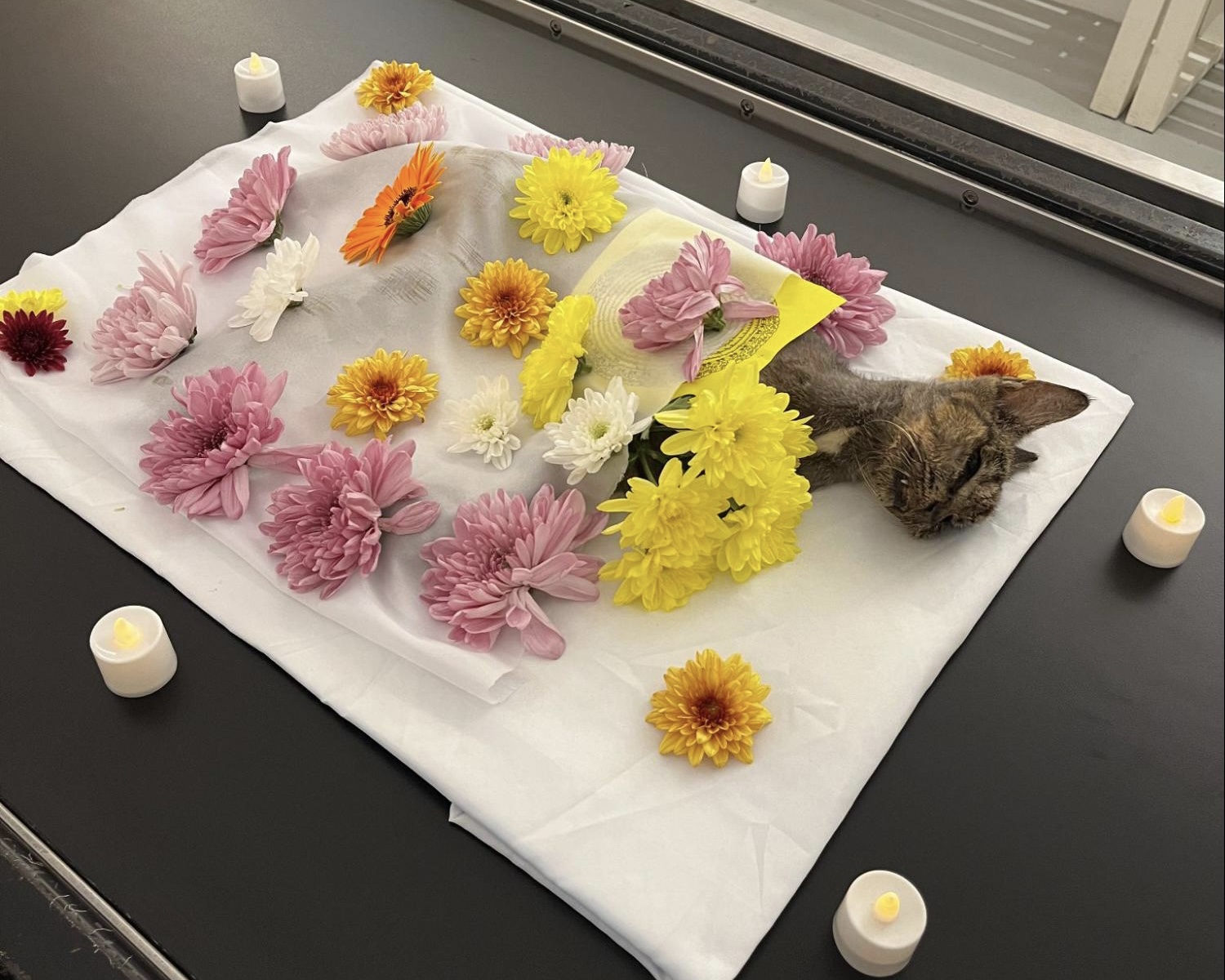 cat cremation ceremony